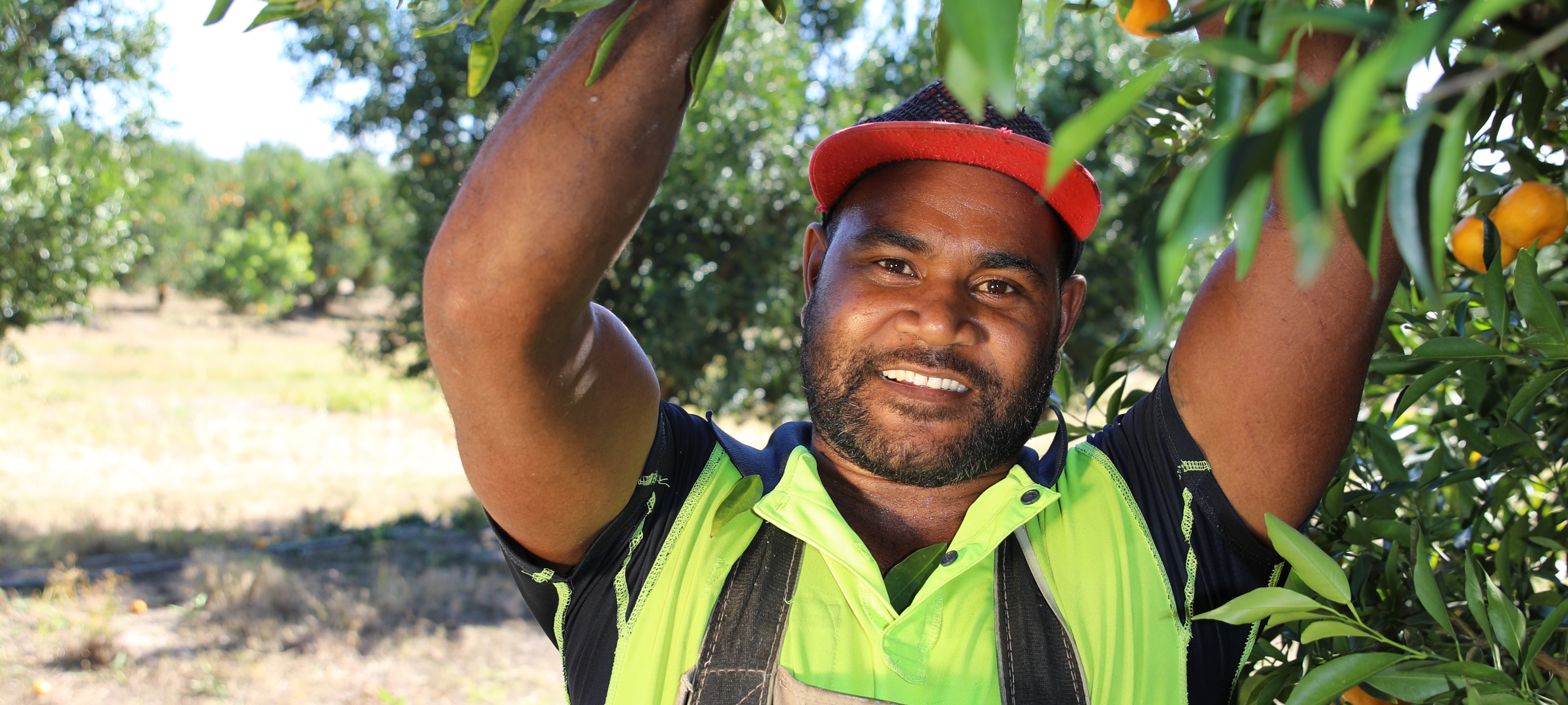 Pacific worker in a citrus orchard