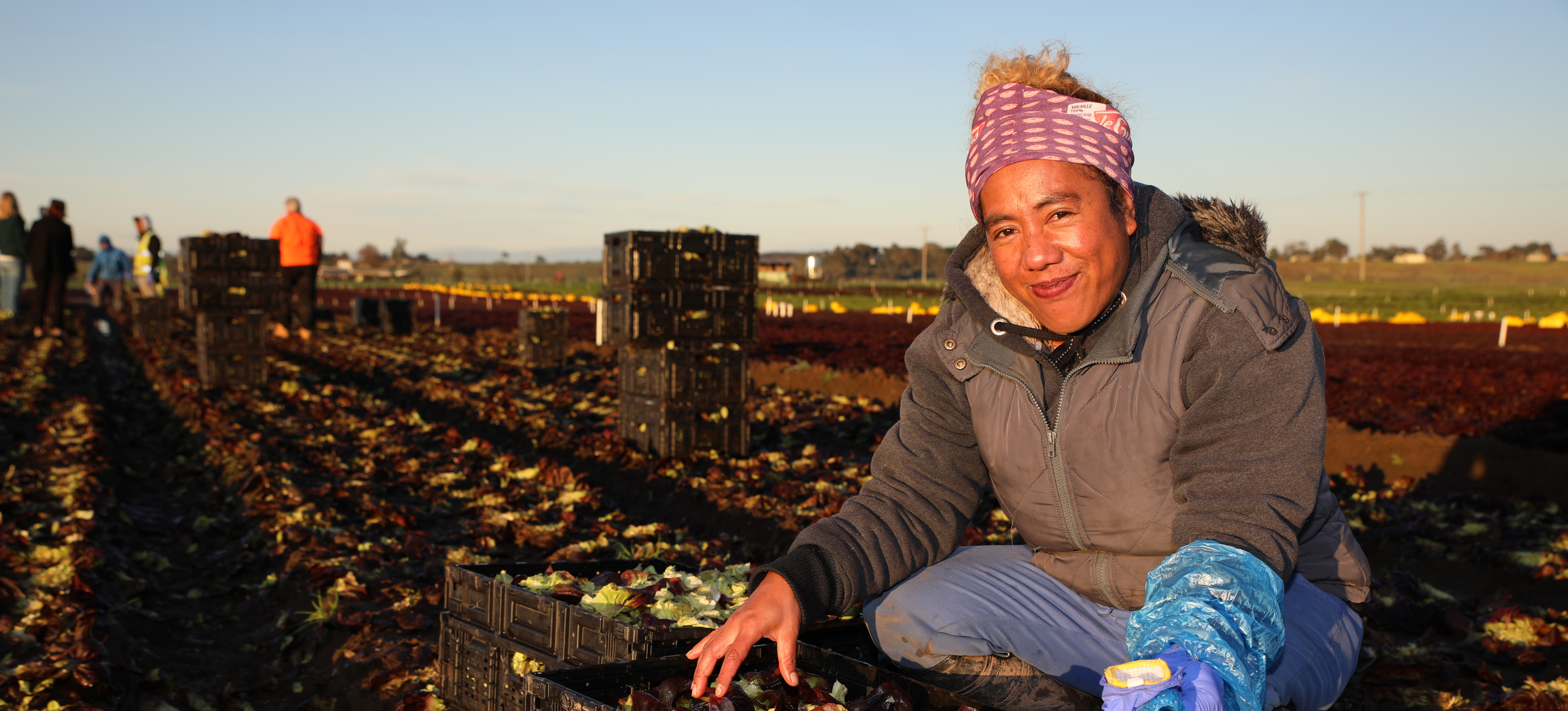 Pacific worker harvesting lettuce