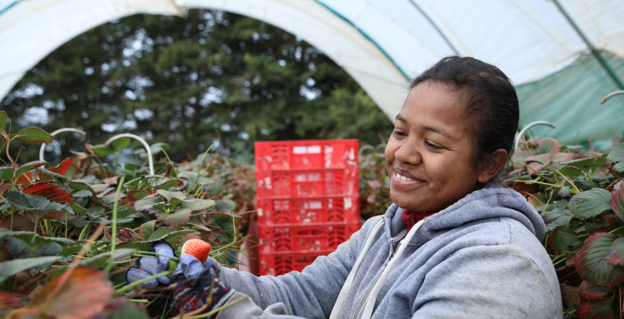 Pacific worker picking strawberries header 2