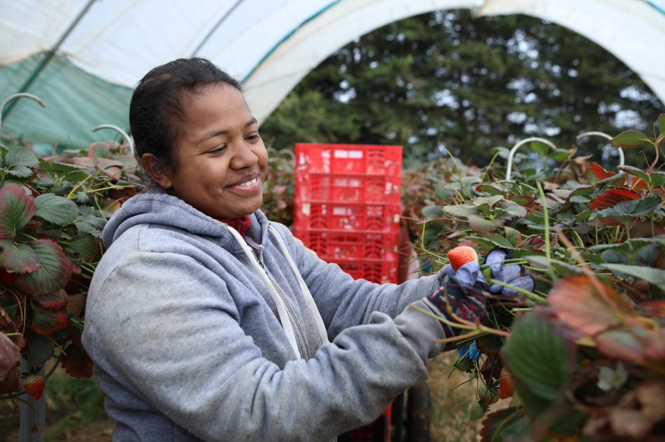 Pacific worker picking strawberries in a greenhouse