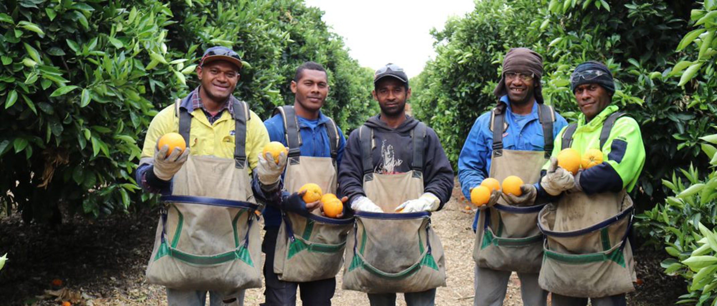 Workers together in orchard