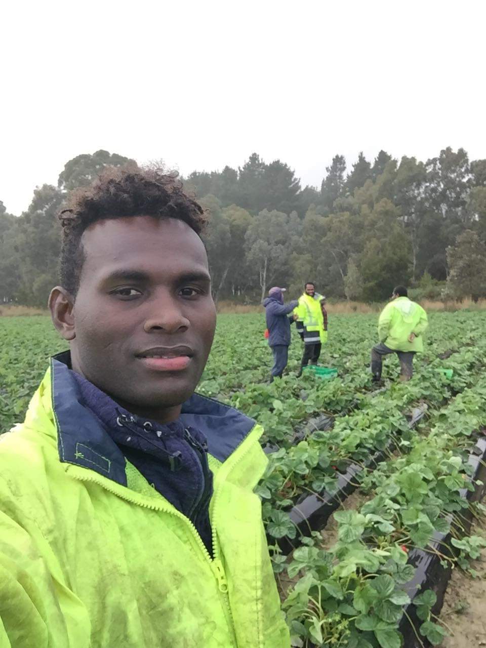 A Solomon Islands man in a fluorescent yellow shirt standing in a strawberry field.