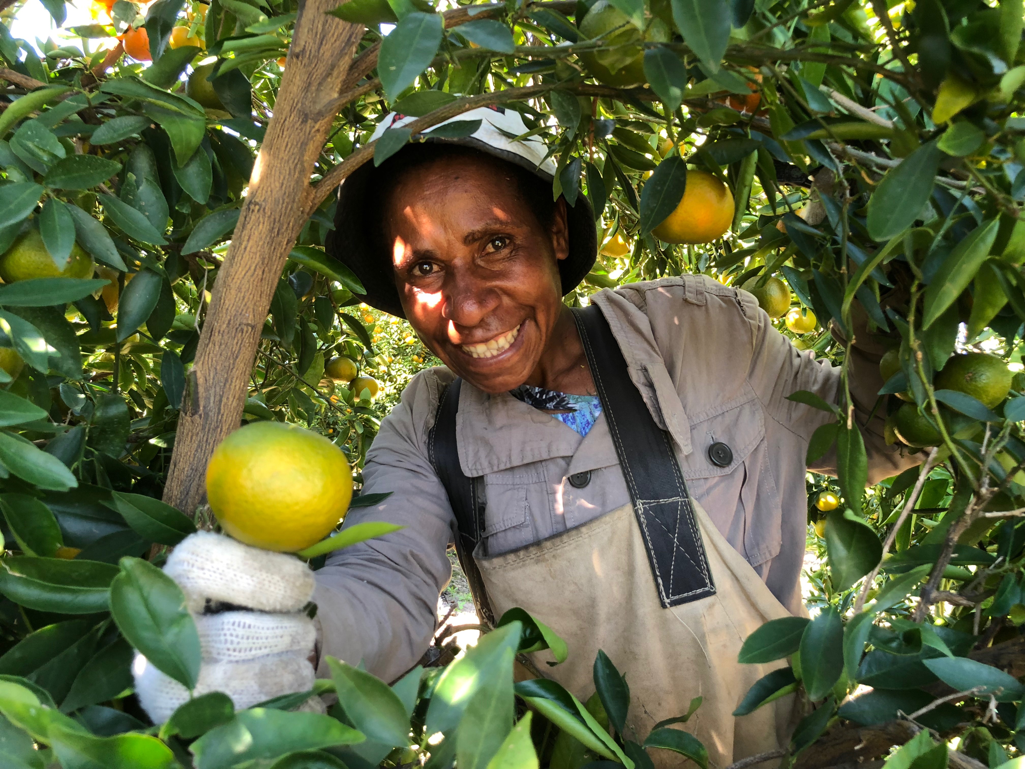 A worker surrounded by leaves and branches smiles at the camera, holding and orange they have just picked.