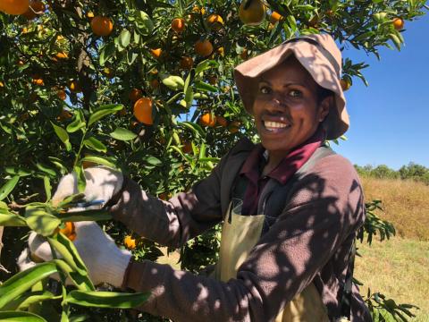 Pauline from Papua New Guinea picking at Ironbark Citrus