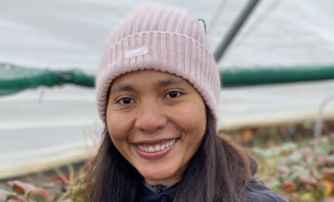 Picking strawberries