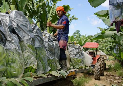 Samoan worker at Collins Bananas. Photo Madec