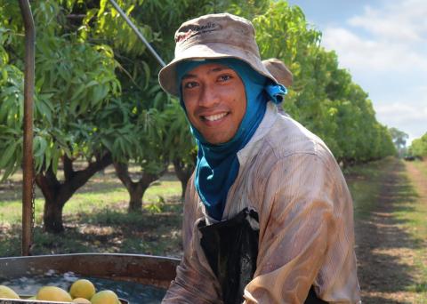 A Tongan worker packing mangoes in Katherine, Northern Territory
