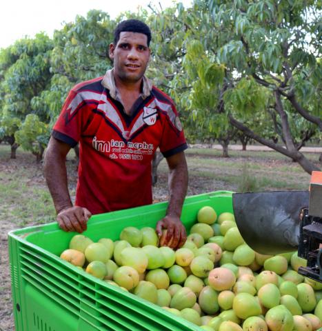 Worker from Tonga packing mangoes