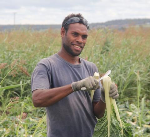 Worker with spinach