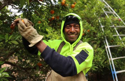 A Fijian worker in flourescent safety clothes picking oranges while wearing gloves and smiling into the camera