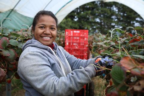 A woman picks fruit in a berry growing greenhouse. She is wearing a grey hoodie and smiling at the camera with a stack of red milk crates behind her