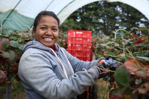 A woman picks fruit in a berry growing greenhouse. She is wearing a grey hoodie and smiling at the camera with a stack of red milk crates behind her