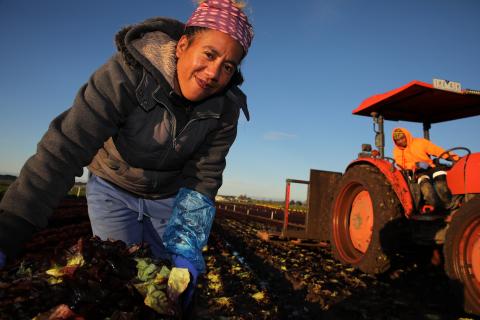 A woman in a lettuce paddock faces the camera, leaning down as she holds a tray of lettuce in her hands. She is wearing blue jeans, a grey fleecy hooded jumper and a red and white headscarf, and is smiling. In the background a man wearing an orange hooded jumper and black gumboots sits on a red tracter, leaning to one side and looking at the camera.