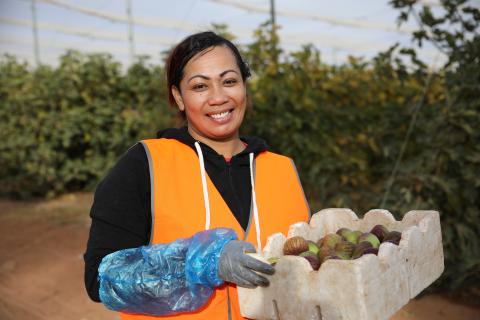 A Tongan worker holding a tray of freshly picked fruit smiles at the camera. She is standing in a covered fruit orchard and wearing a black jumper with a reflective orange vest and blue plastic arm protectors.