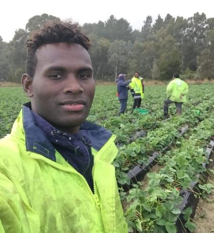 A Solomon Islands man in a yellow jumper standing in a strawberry field.