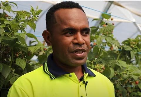A Solomon Islands man in a fluorescent yellow shirt standing in a strawberry field.
