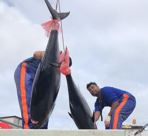 Two workers wearing blue overalls with orange stripes on the legs hoist large fish up on to a truck.