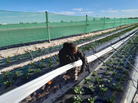 A ni-Vanuatu woman working on a strawberry farm.