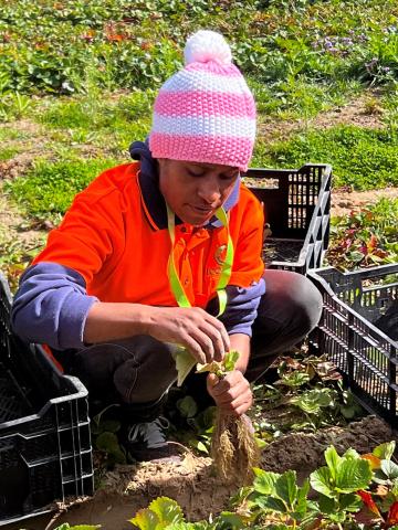 A woman in an orange high-visibility shirt and pink and white beanie holds a strawberry plant.