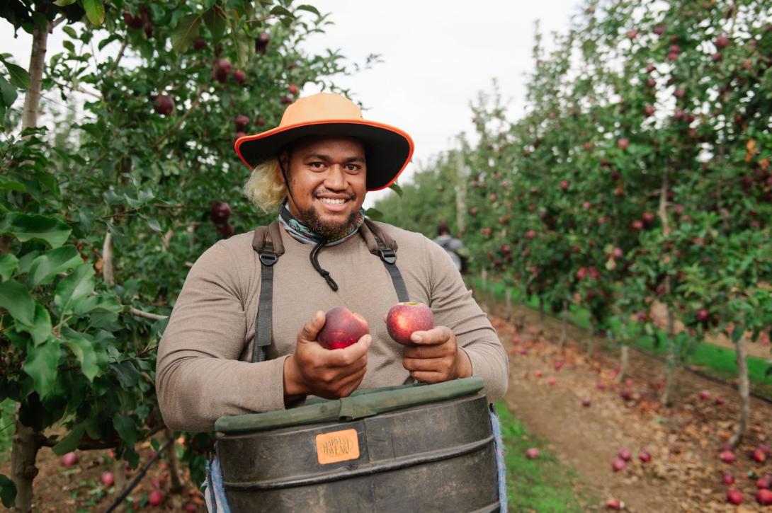 A Tongan man in a brown shirt and hat stands in an apple orchard.